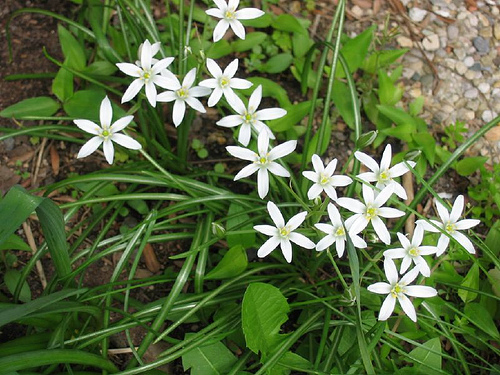 Ornithogalum20umbellatum