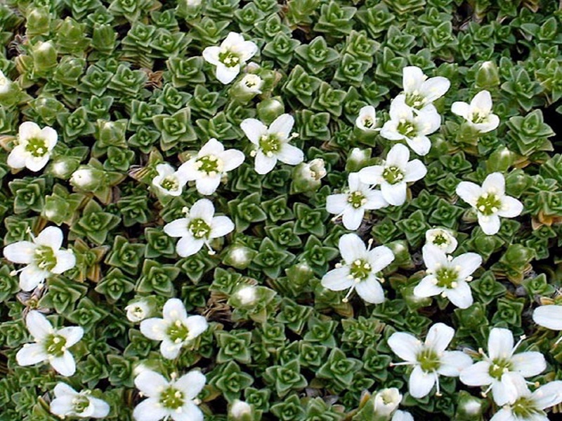 Arenaria20tetraquetra