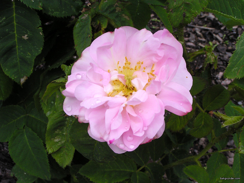 Rosa damascena