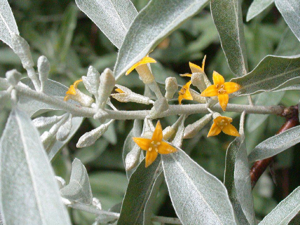 Eleagbus angustifolia