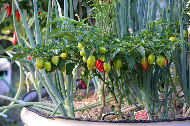 Mely növények segítik a paprika egészségének megőrzését a vegyszermentes kertben?