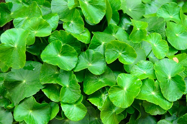 Mi is az az ázsiai gázló (Centella asiatica)?
