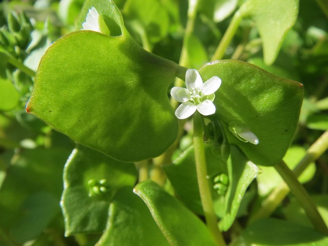 Különleges salátanövény: a téli porcsin (Claytonia perfoliata)