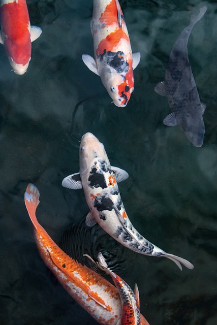 Koi ponty