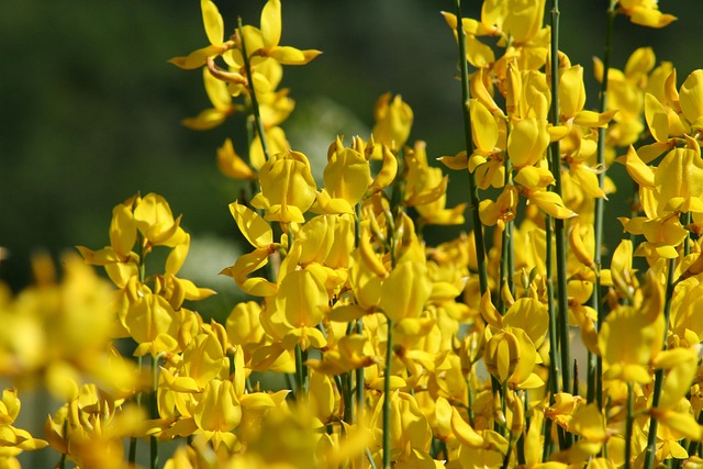 Milyen igényei vannak festő rekettyének (Genista tinctoria)?