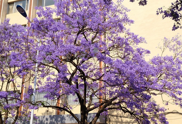 A csodás virágzatú zsakaranda (Jacaranda mimosifolia)