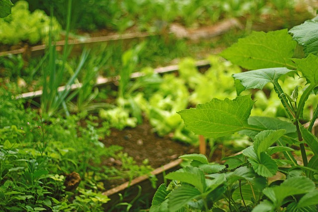 Vegyeskultúra