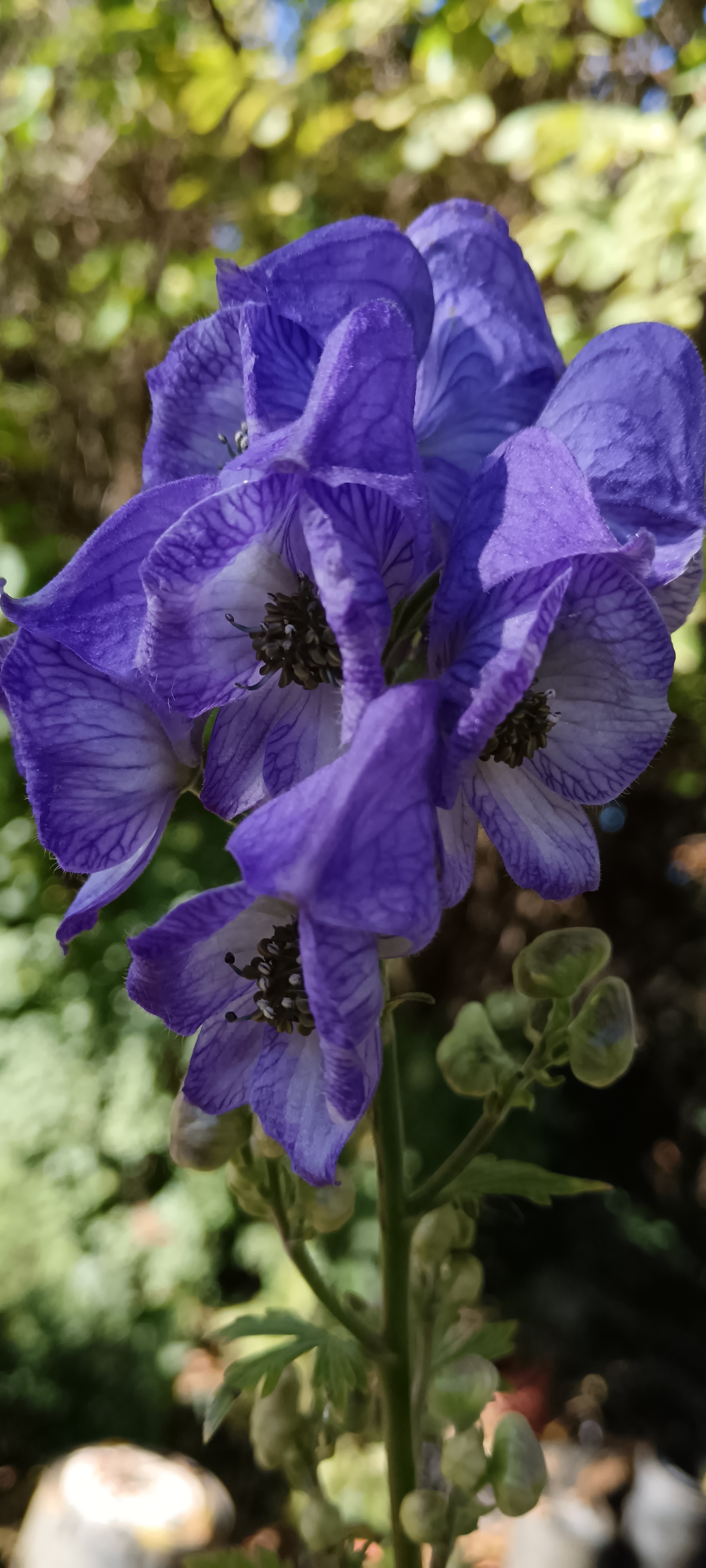Az ősz sztárja: a sisakvirág (Aconitum)