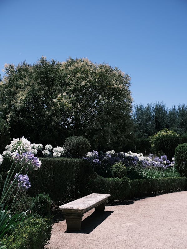 Agapanthus (Afrikai szerelemvirág)