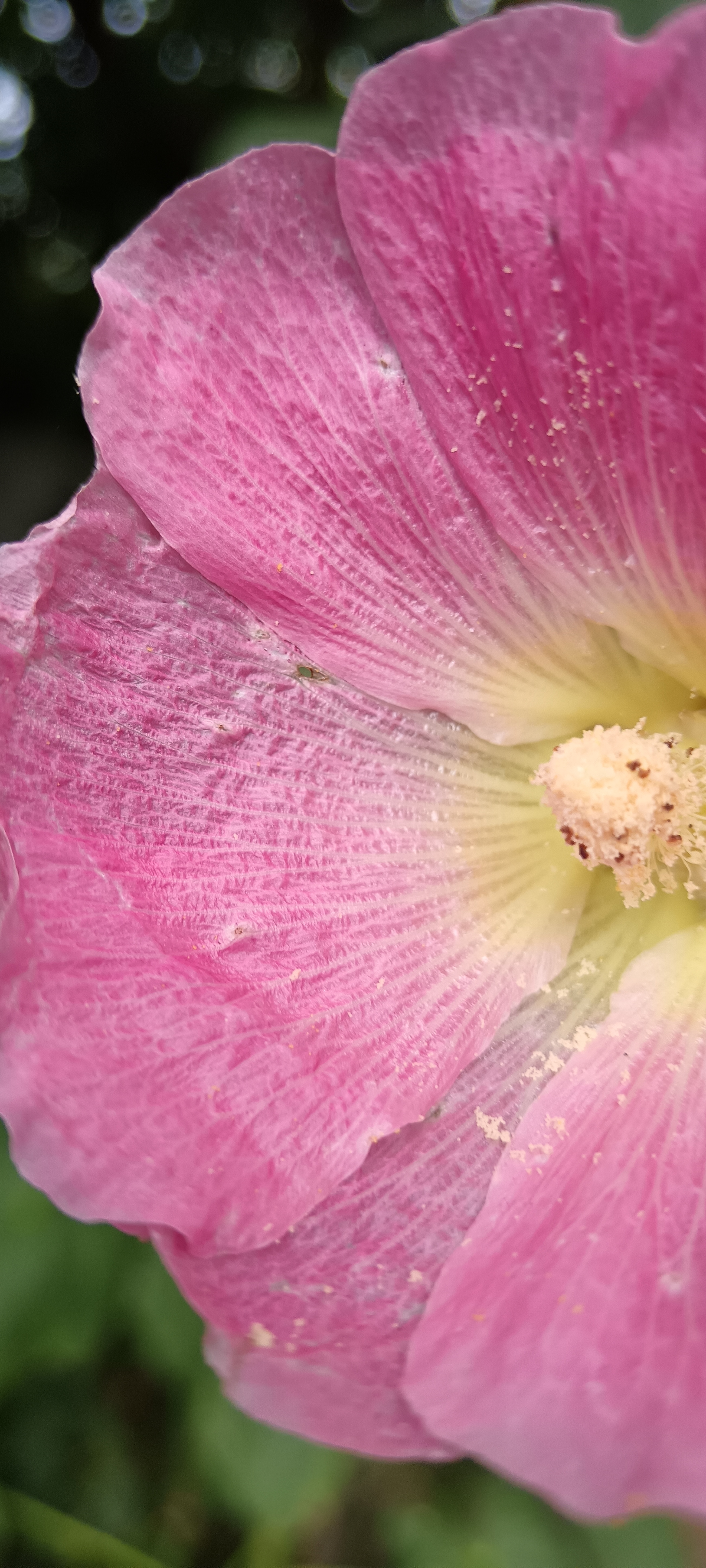 Kertünk nemes éke, a mályvarózsa