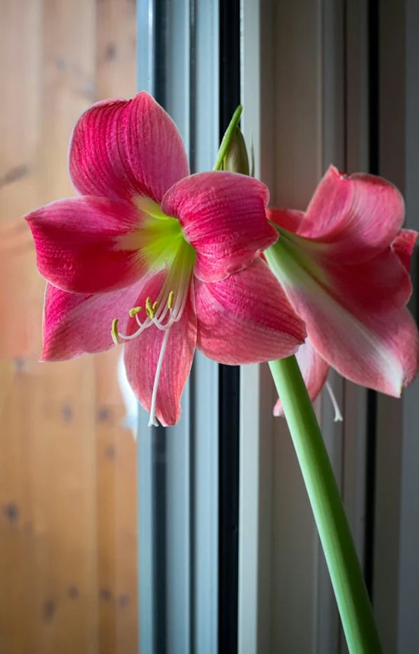 amarillis hippeastrum rózsaszín