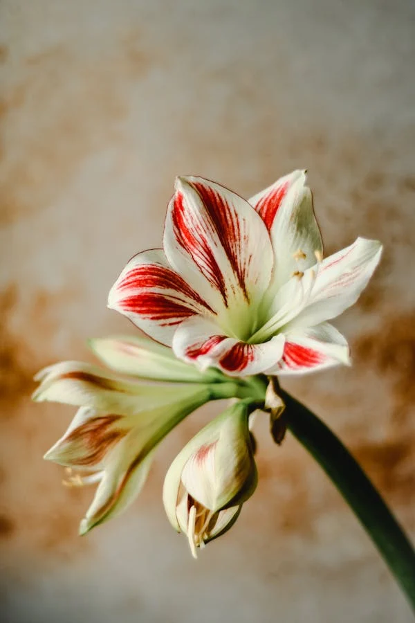 amarillis hippeastrum csíkos