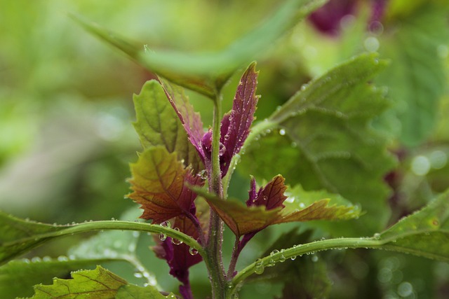 Milyen növény a laboda (Chenopodium) és hogyan gondozzuk?