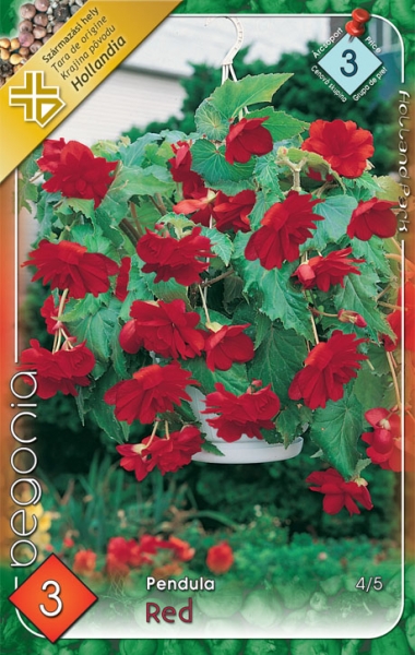 csüngő begónia piros
