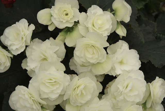 begonia fehér