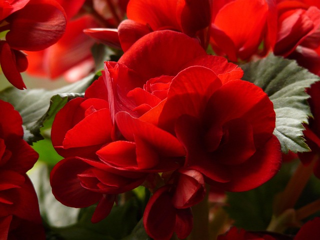begonia piros