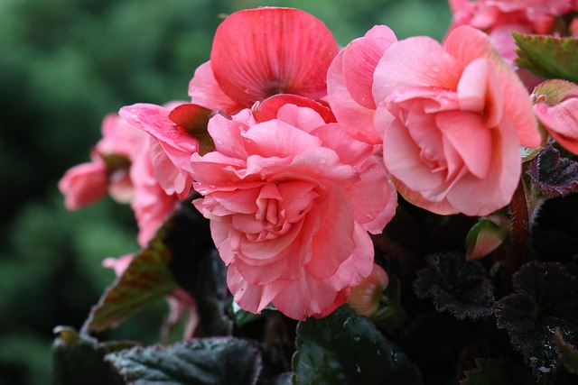 begonia rózsaszín