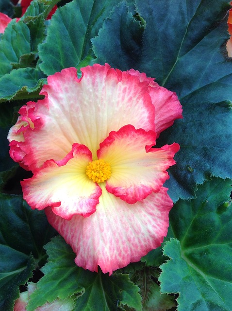 begonia marmorata