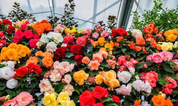 csüngő begonia színkeverék