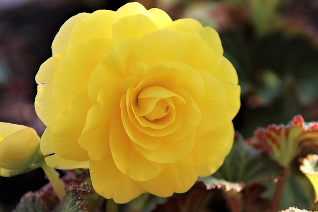 begonia sárga