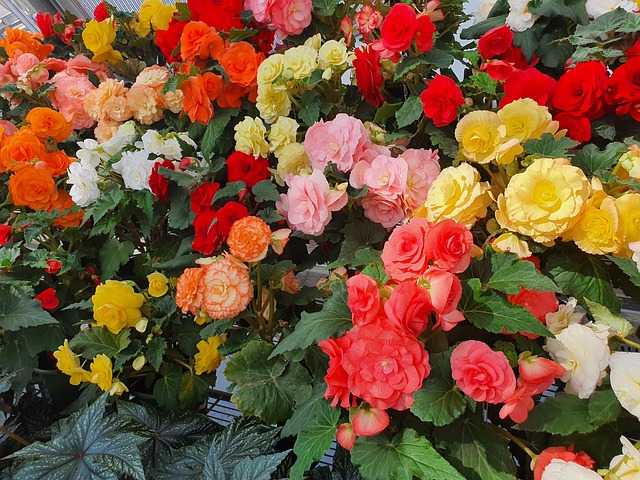 begonia színkeverék