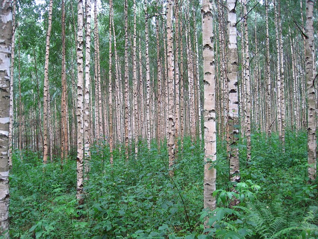 Nyírfa