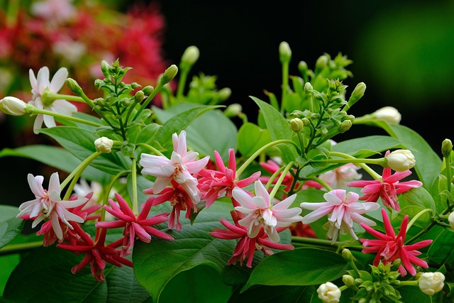 A Kínai kúszó lonc (Combretum indicum) gondozása