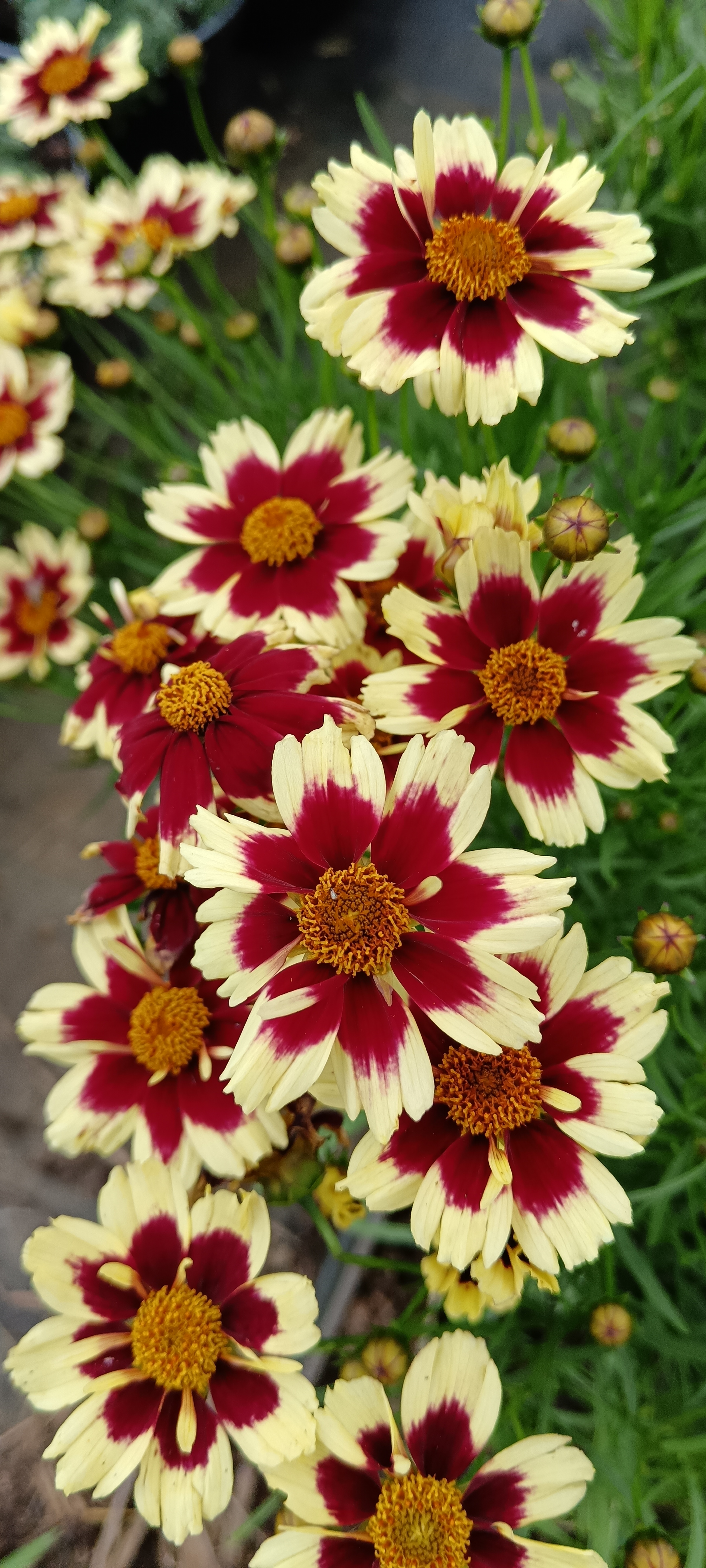 Színkavalkád a nyári ágyásban