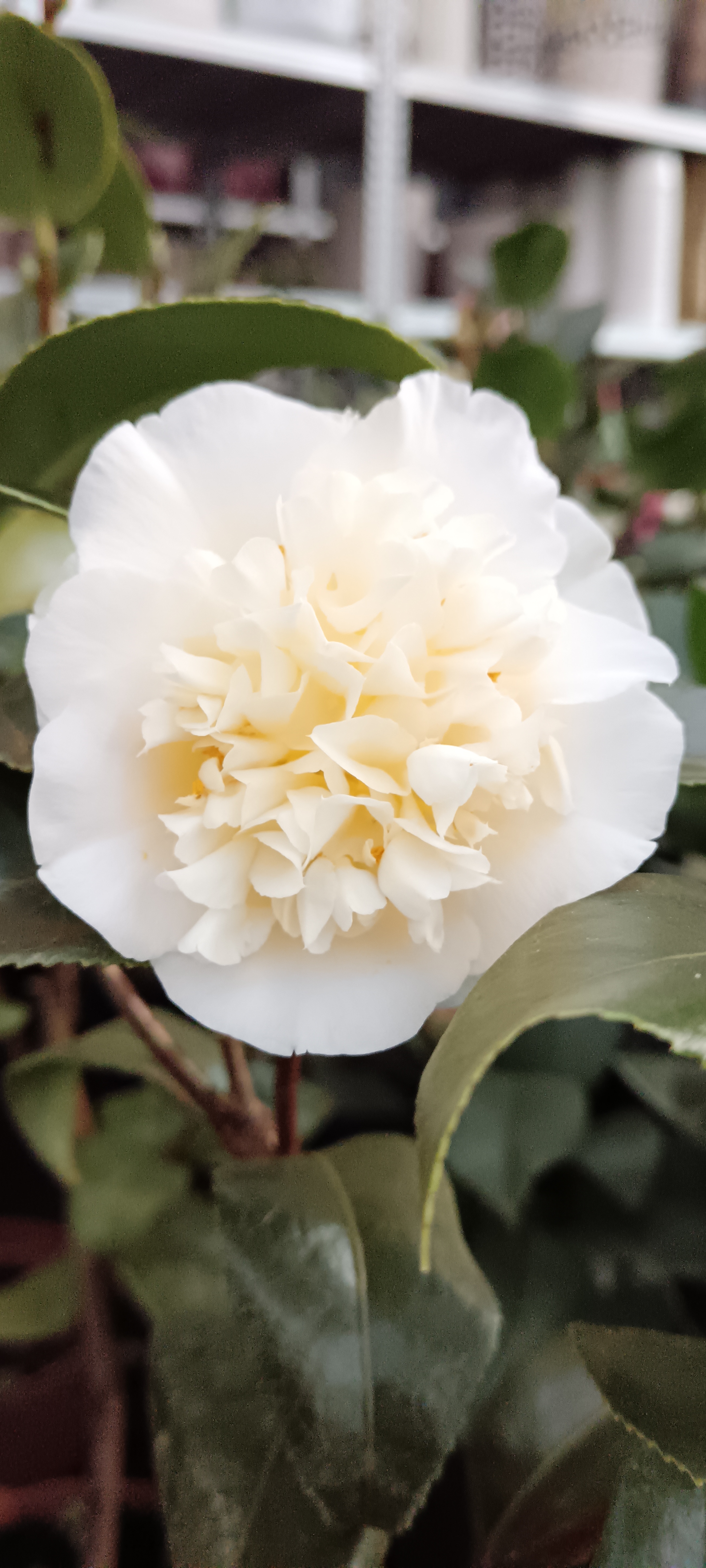 Camelia (Kamélia)