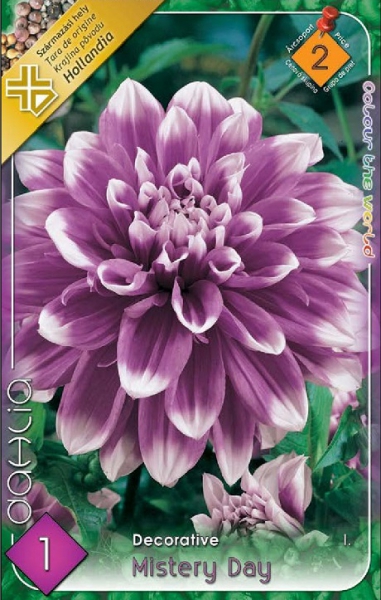 dália mistery day