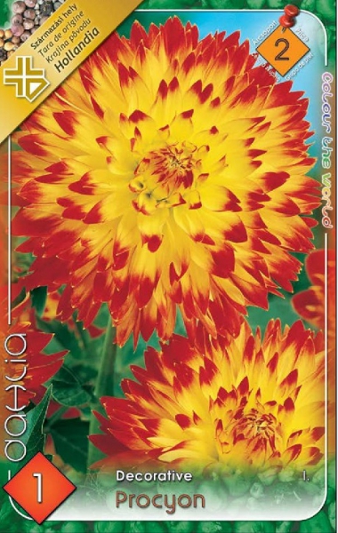 dália procyon