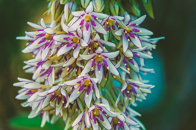 tibeti orchidea