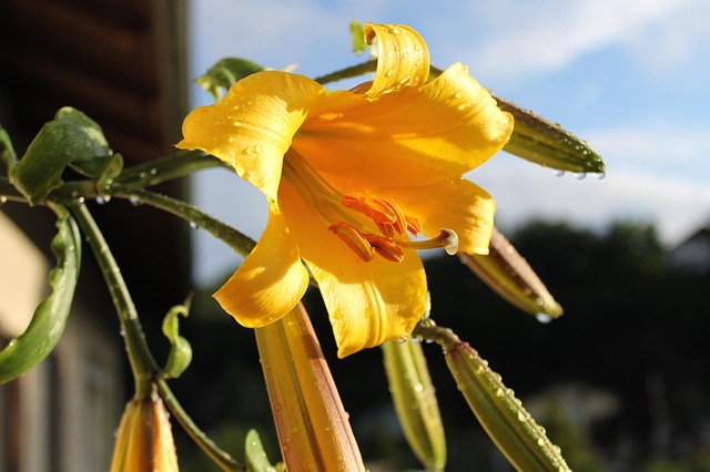 liliom african queen