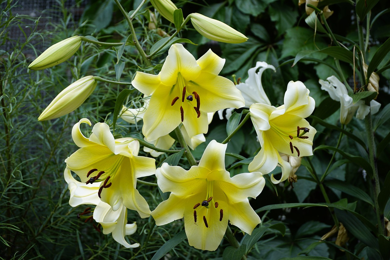 liliom golden splendour