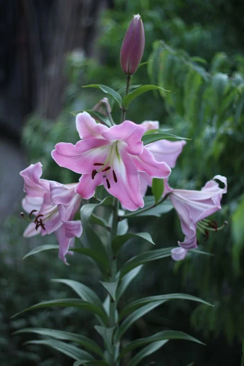 liliom pink perfection