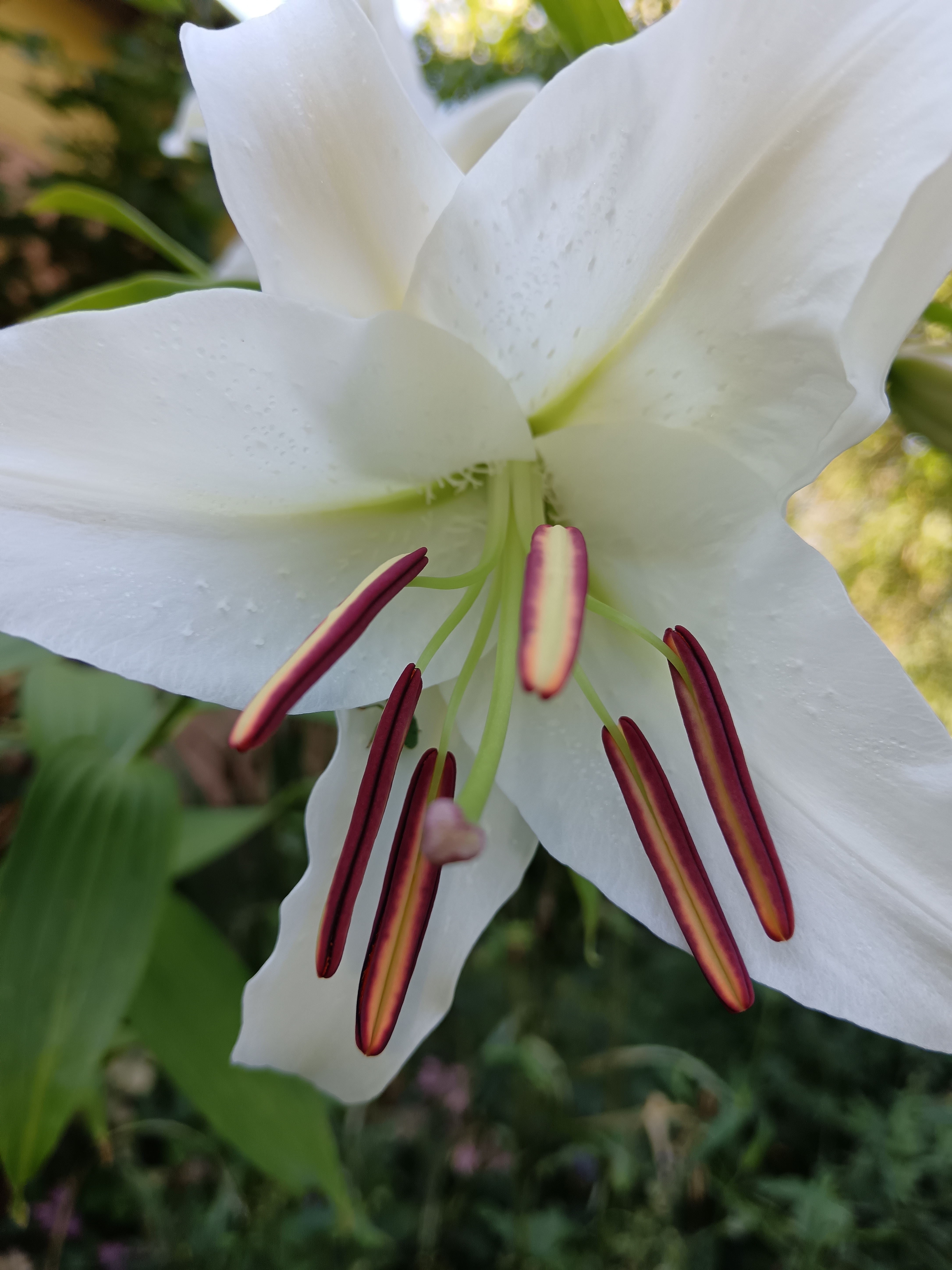 Ültessünk fehér liliomot