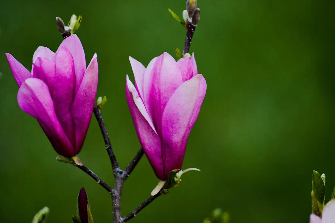 magnolia