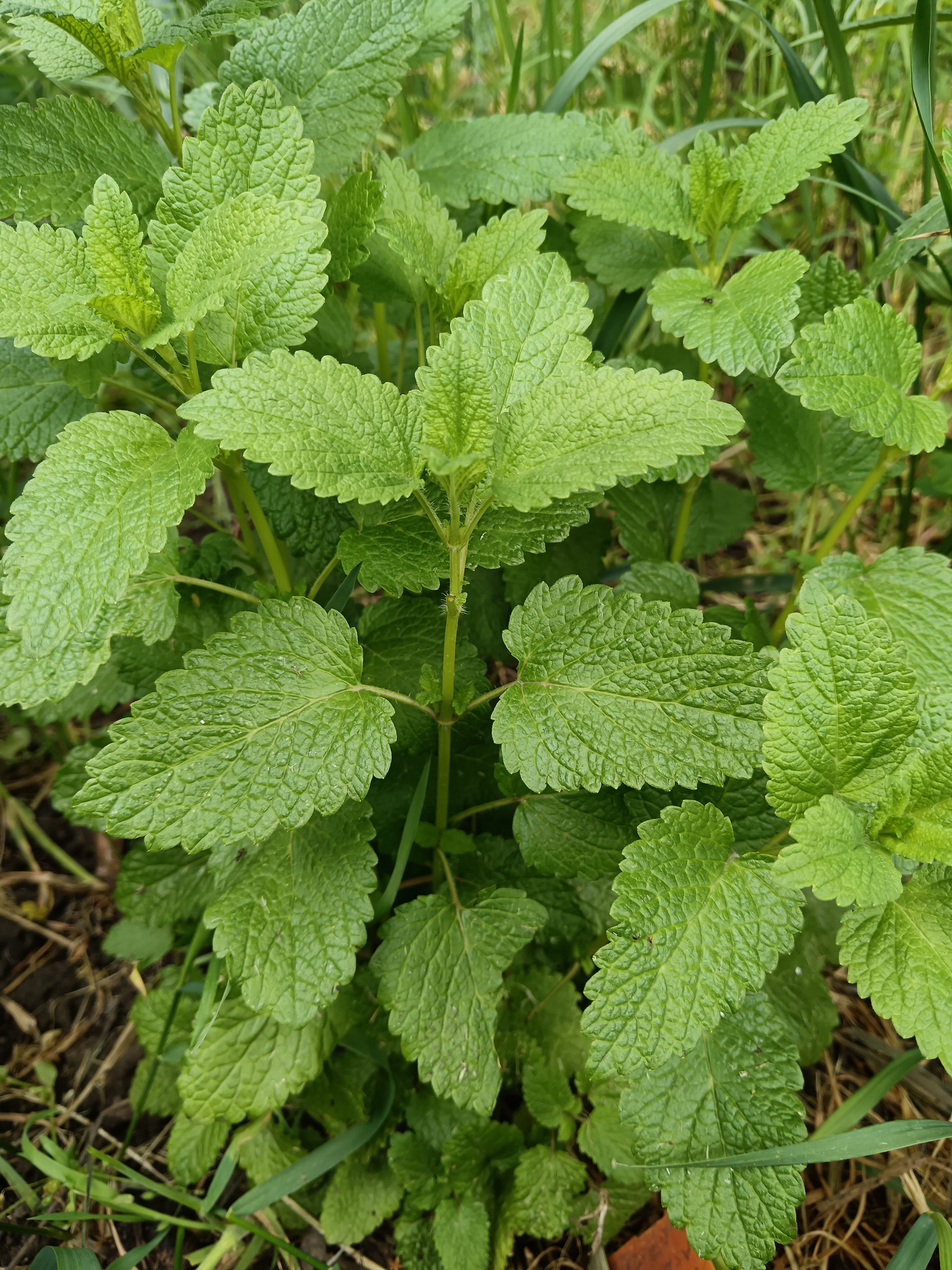 Citromfű