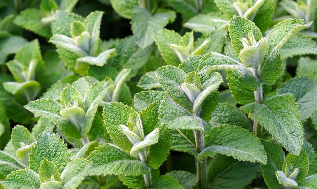 Almaillatú menta