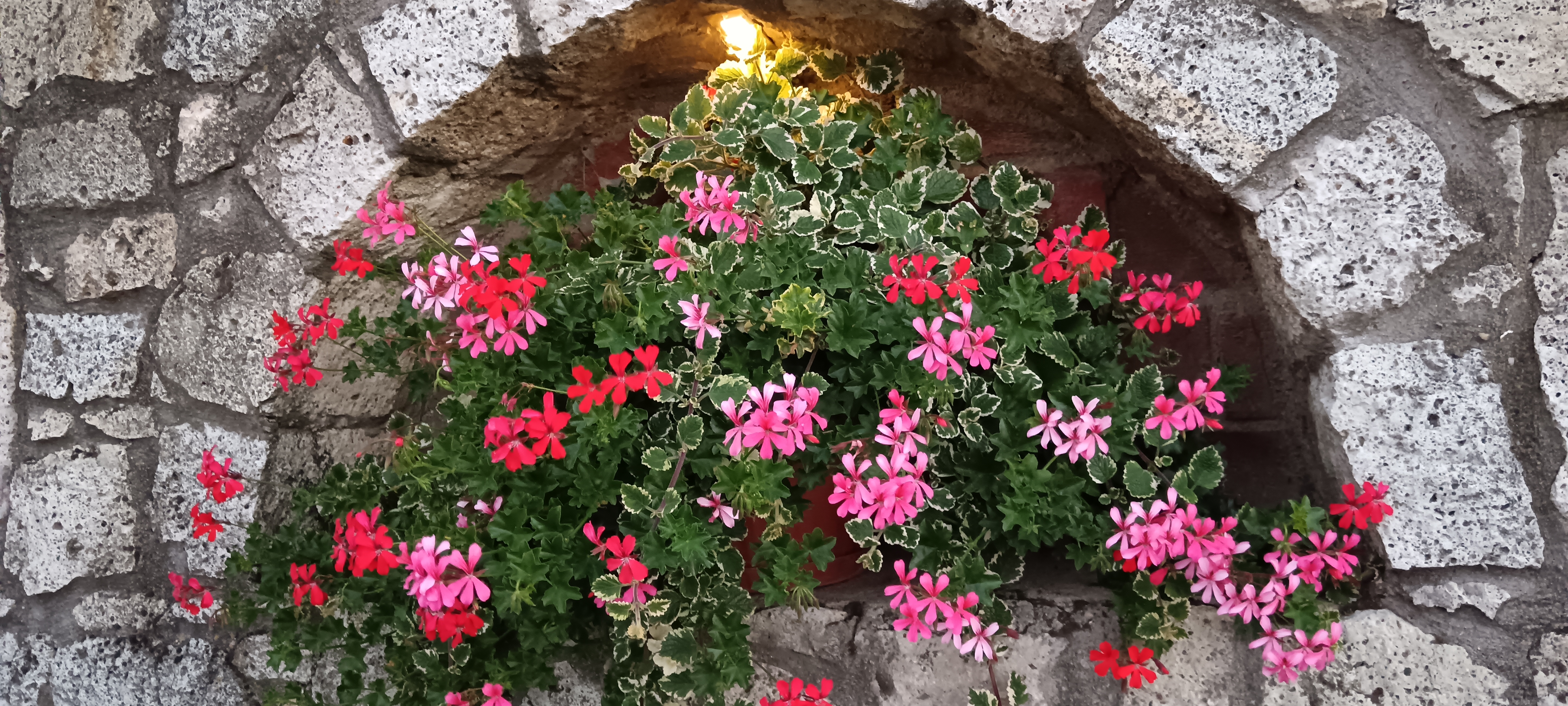 A muskátli - napjaink egyik legkedveltebb balkonnövénye