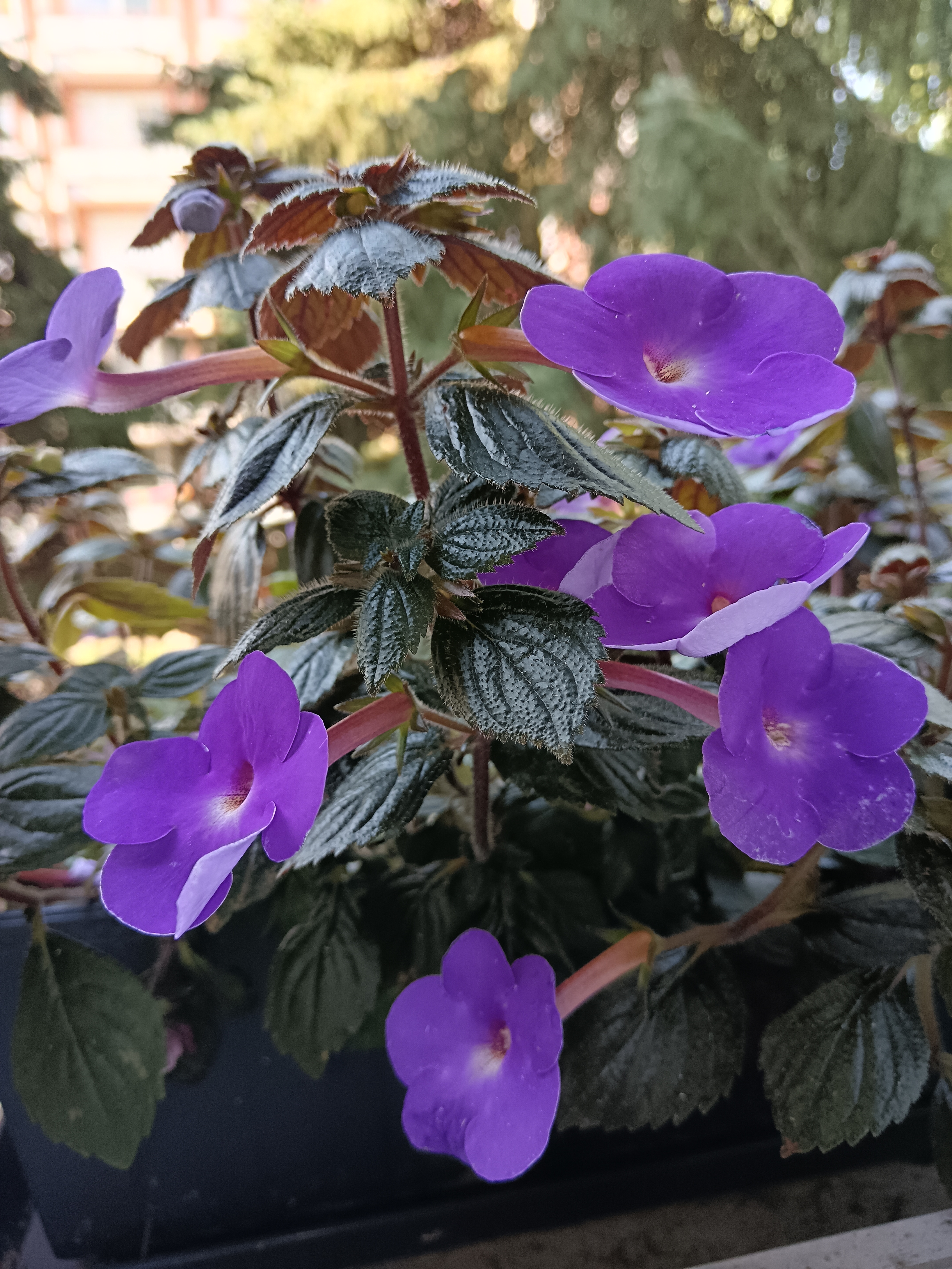 A meseszép mesevirág (Nemesia) igényei