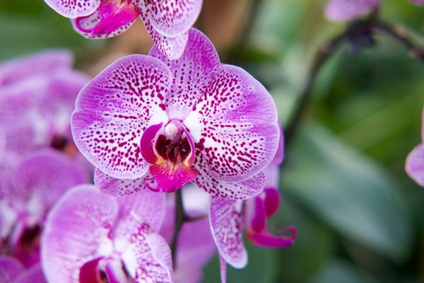Az orchideák megszínesítik az életünket
