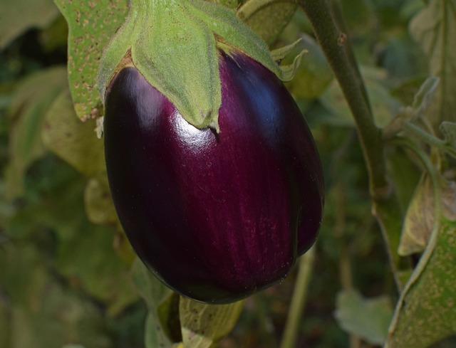 A padlizsán üvegházi termesztése