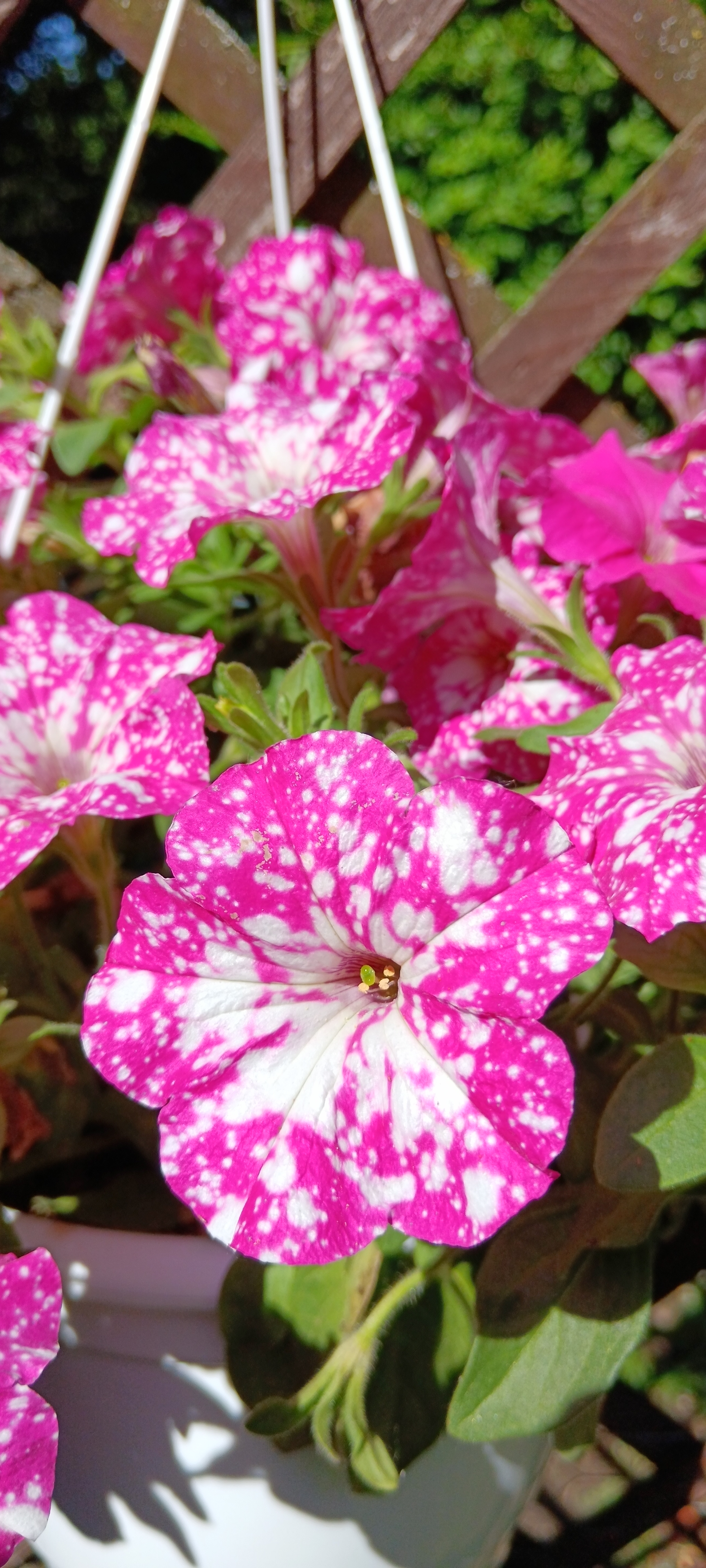 Nyújtott virágzású évelők