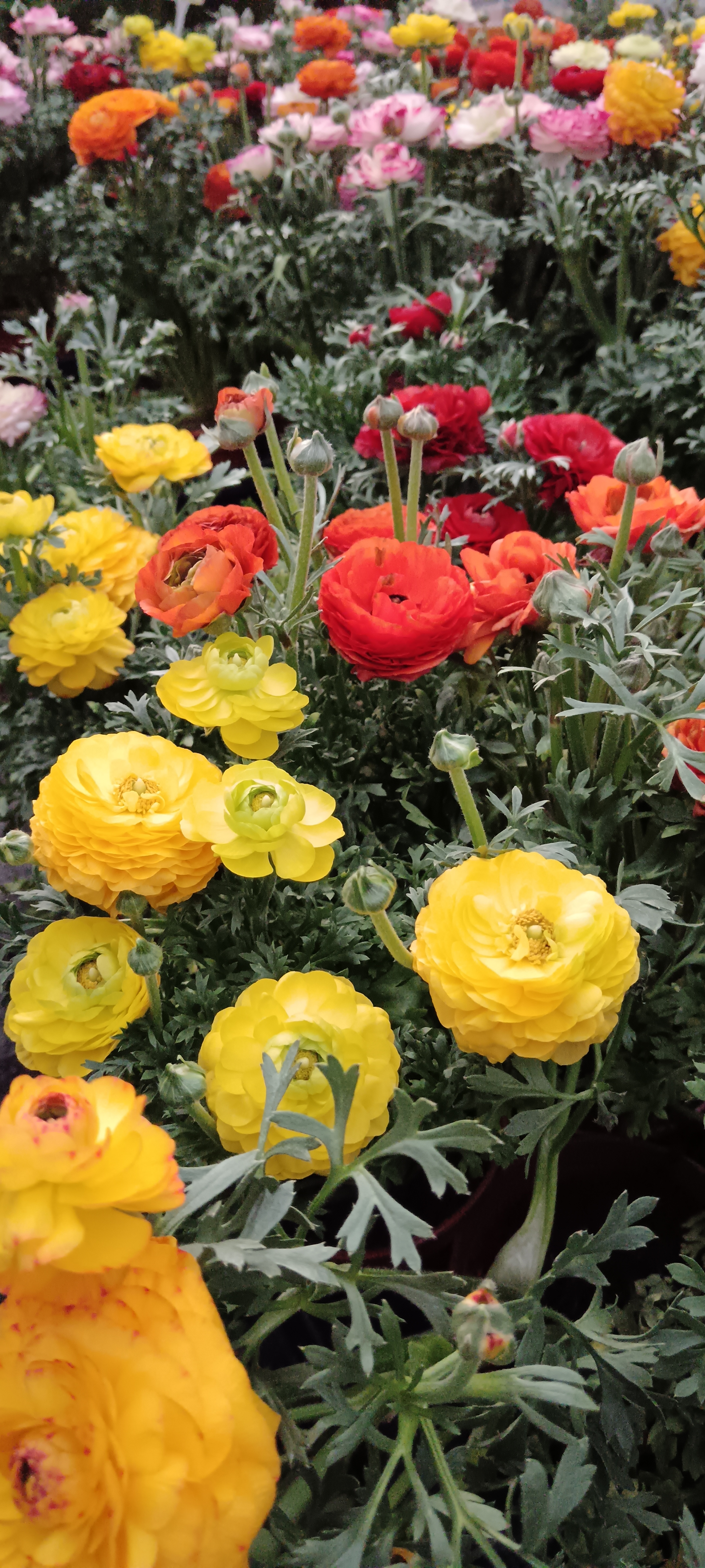 Hogyan gondozzuk az ázsiai boglárkánkat (Ranunculus asiaticus)?