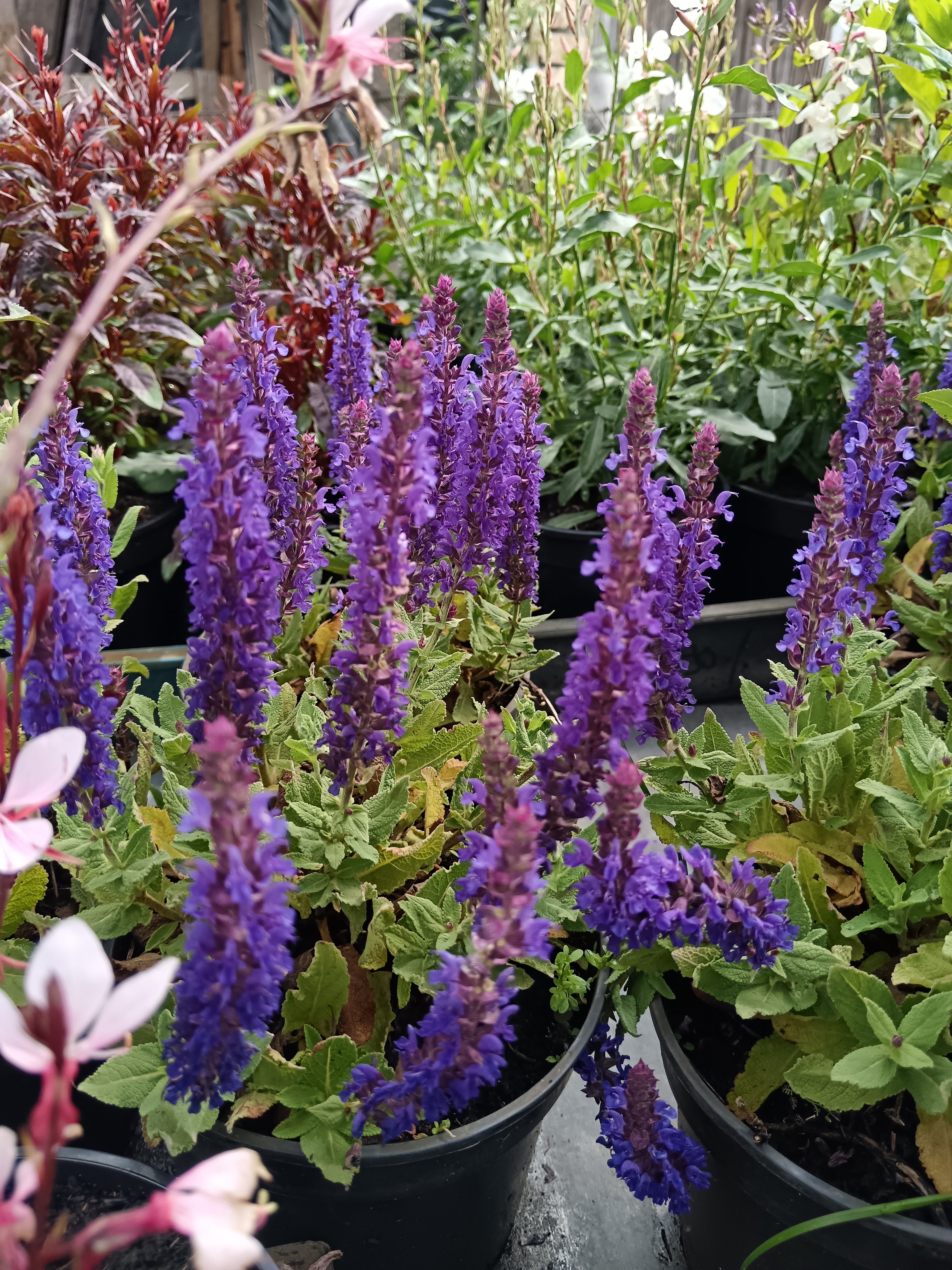 Az illatok vonzereje