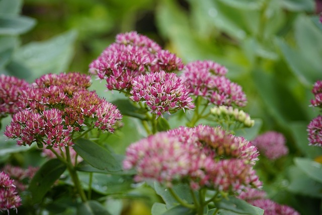 friendsschoolplantsale.com