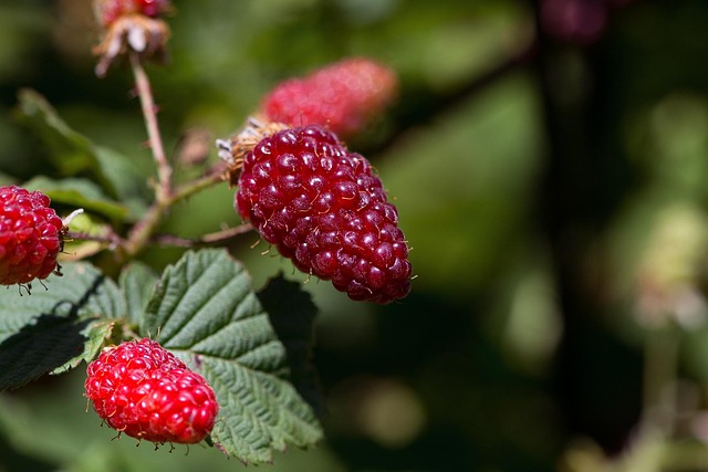 tayberry
