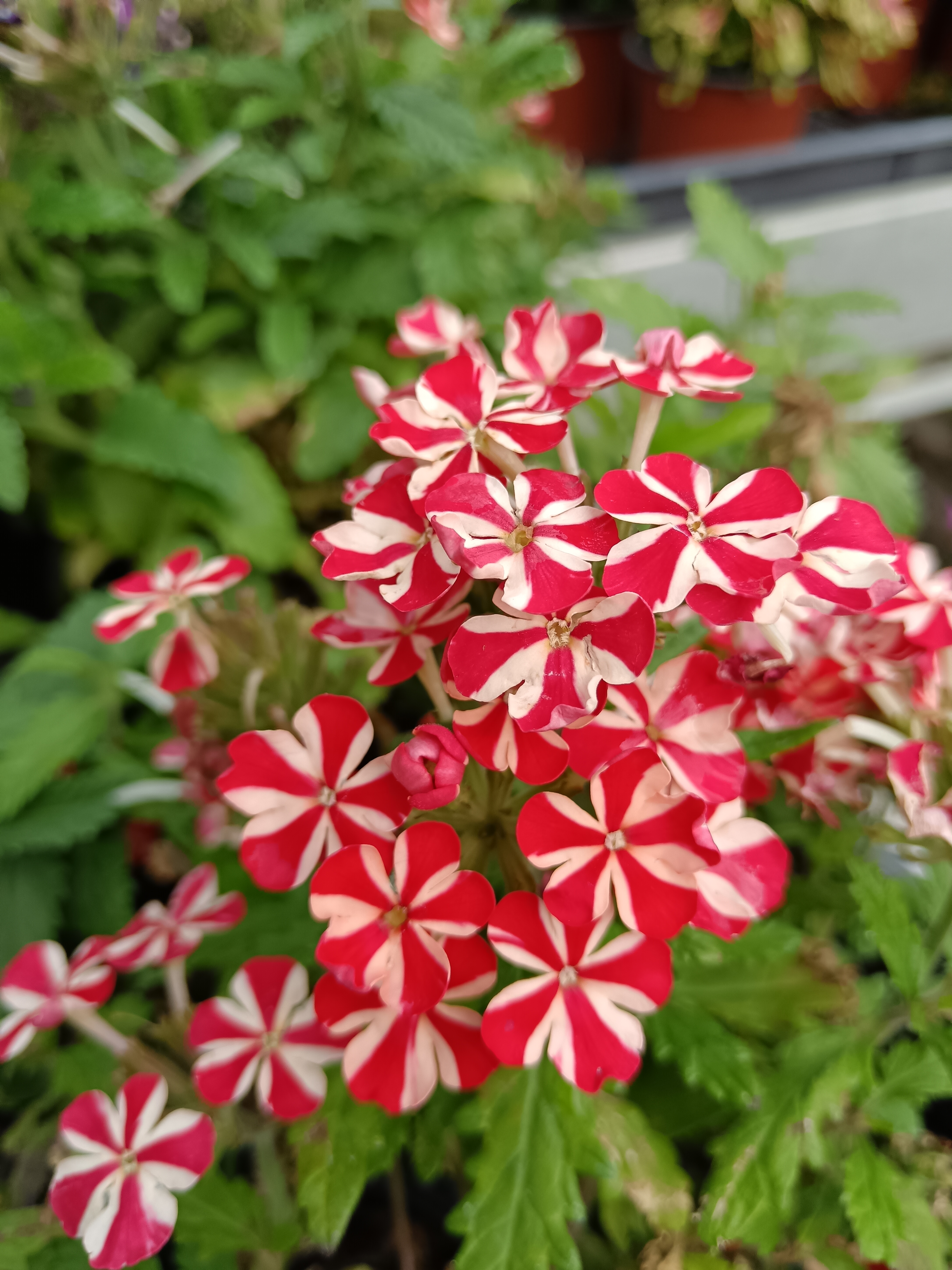 A nyári balkonok királynője: a verbéna