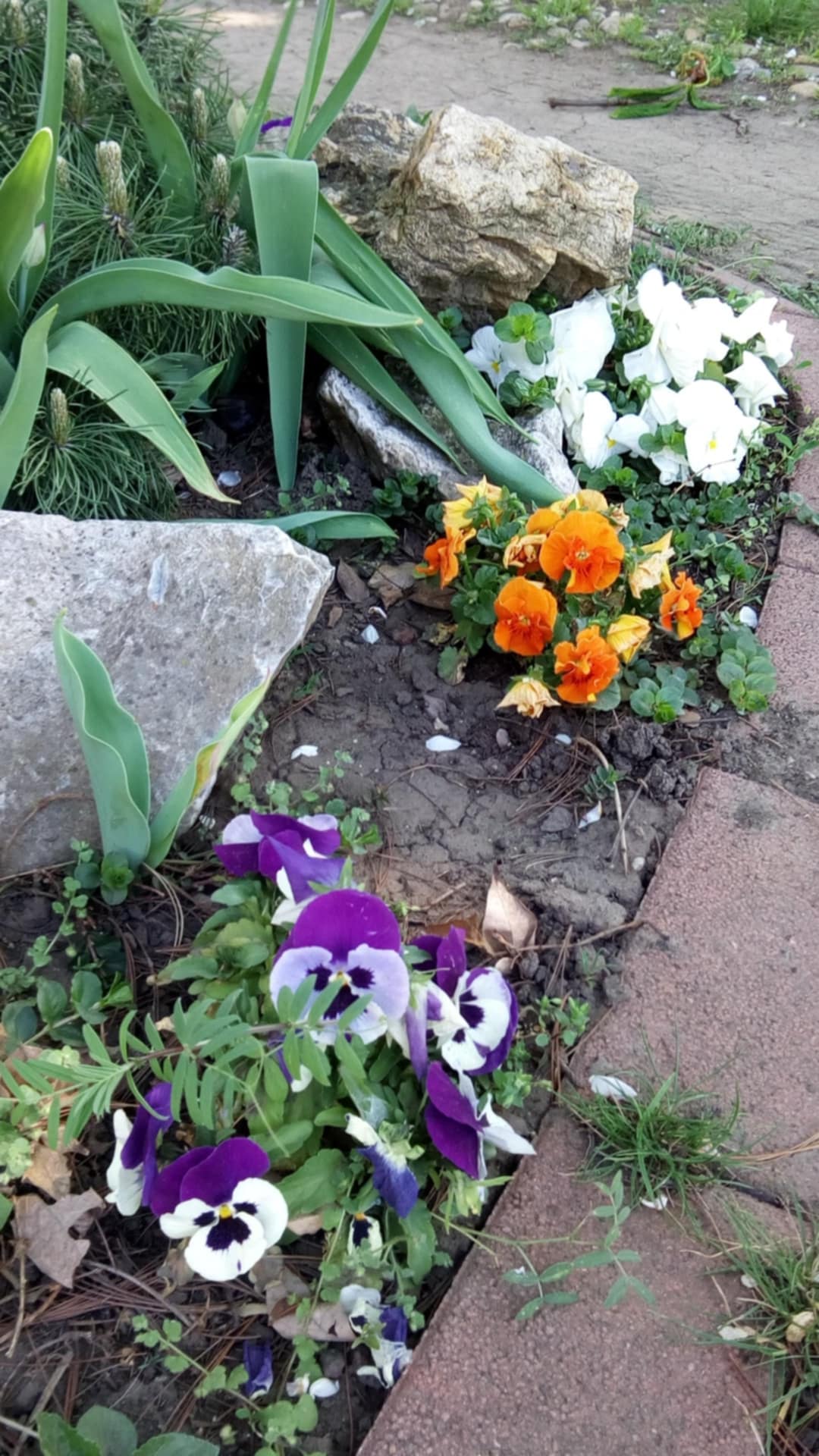 Az árvácska igényei, konyhai felhasználása